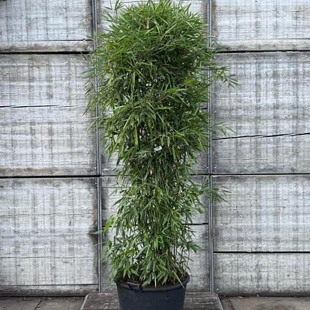 Phyllostachys bissetii Pot 110 liter 200 - 250 cm