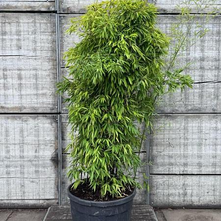 Phyllostachys nigra Pot 180 liter 200 - 250 cm