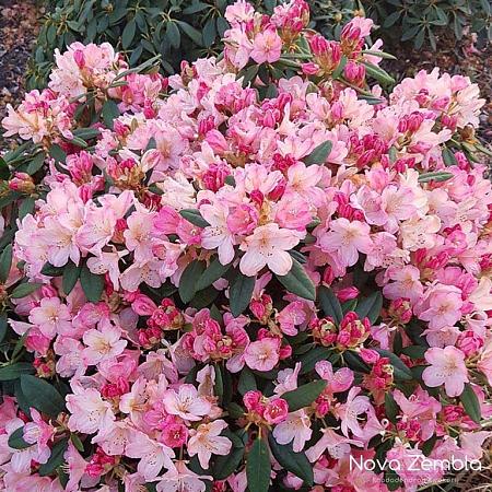 Rhododendron (Y) 'Percy Wiseman' Pot 5 Liter 
