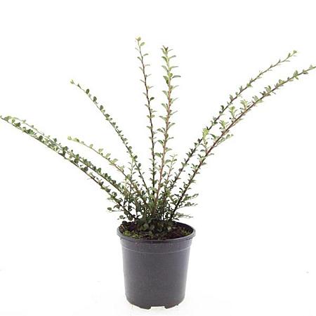 Cotoneaster horizontalis Pot 1,5 liter