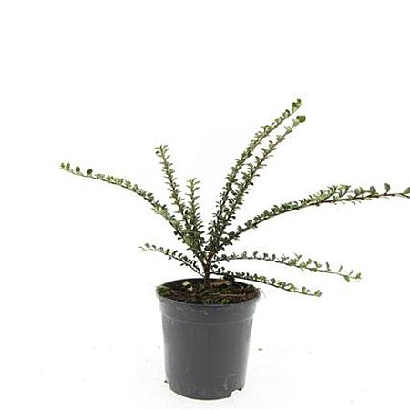 Cotoneaster horizontalis Pot 1,5 liter