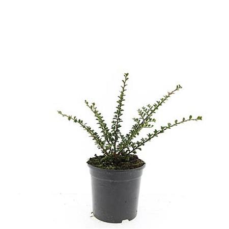 Cotoneaster horizontalis Pot 1,5 liter