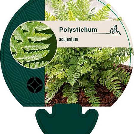 Polystichum aculeatum Pot 9 cm