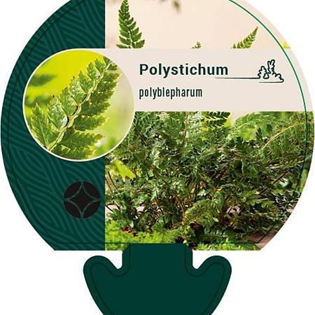Polystichum polyblepharum Pot 9 cm
