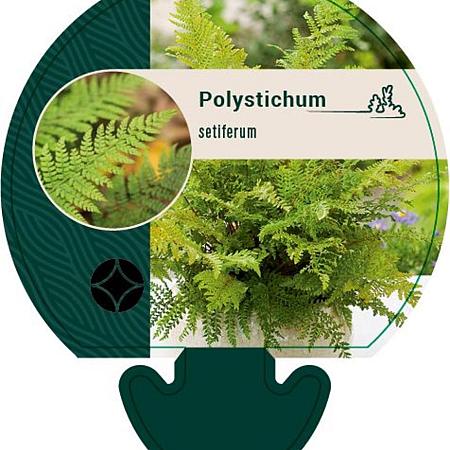 Polystichum setiferum Pot 9 cm