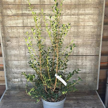 Osmanthus burkwoodii Pot 7,5 Liter 80 - 100 cm