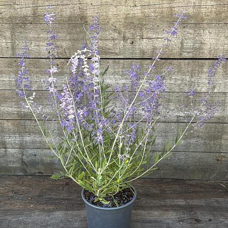 Perovskia 'Blue Spire' Pot 2,5 Liter