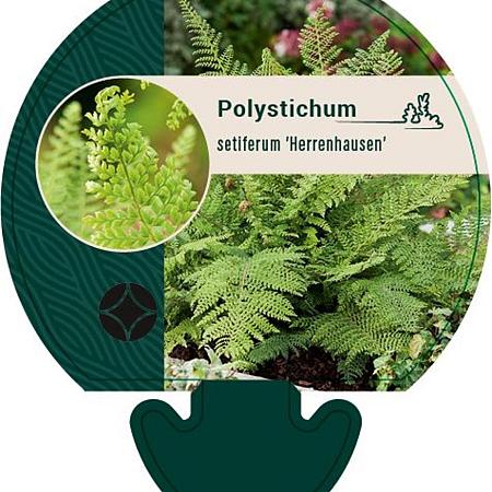 Polystichum set. 'Herrenhausen' Pot 9 cm
