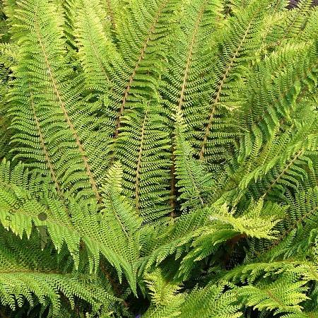 Polystichum set. 'Herrenhausen' Pot 9 cm
