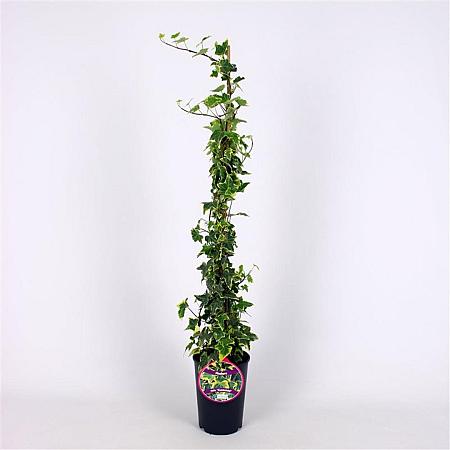 Hedera hel. 'Goldchild' Pot 2 Liter80 - 100 cm