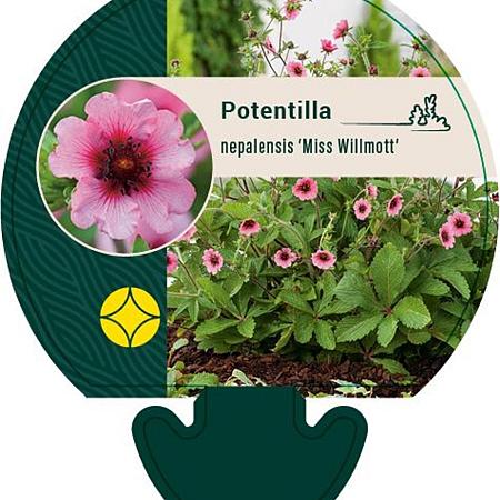 Potentilla nep. 'Miss Willmott' Pot 9 cm