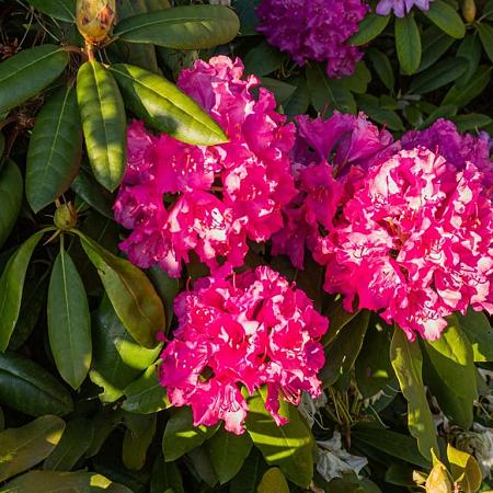 Rhododendron 'Nova Zembla' Pot 10 liter 40 - 50 cm