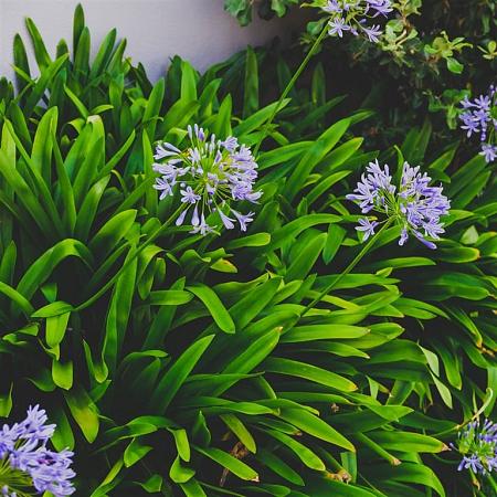 Agapanthus 'Dr Brouwer' Pot 9 cm