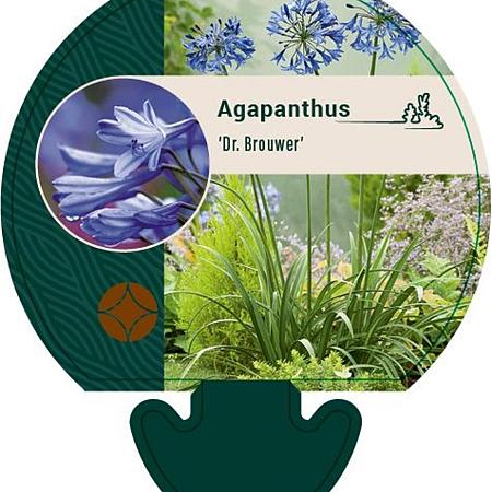 Agapanthus 'Dr Brouwer' Pot 9 cm