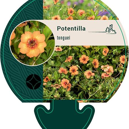 Potentilla tonguei Pot 9 cm