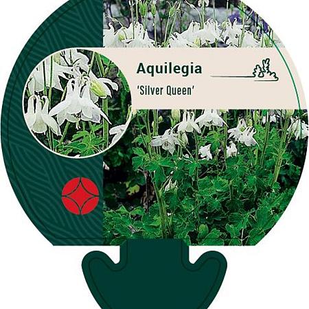 Aquilegia 'Silver Queen' Pot 9 cm