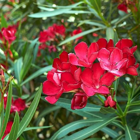 nerium oleander rood Pot 40 Liter 150 - 175 cm
