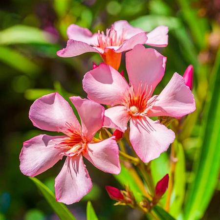 nerium oleander roze  Pot 40 Liter 150 - 175 cm