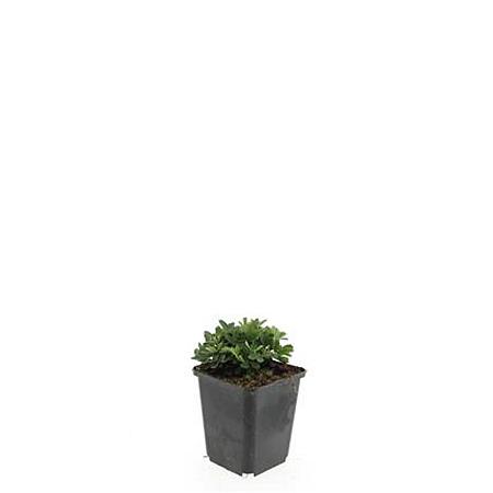 Potentilla tridentata 'Nuuk' Pot 9 cm
