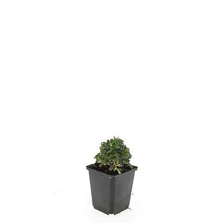 Potentilla tridentata 'Nuuk' Pot 9 cm