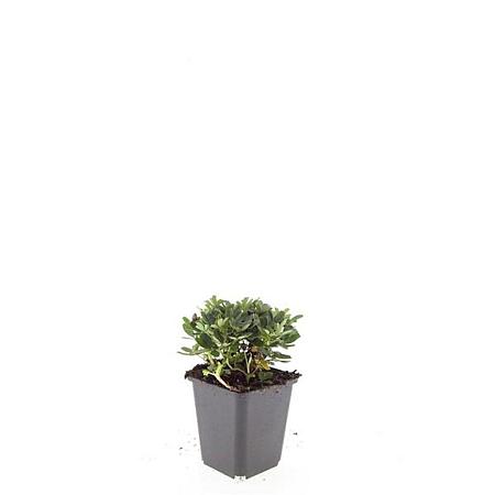 Potentilla tridentata 'Nuuk' Pot 9 cm