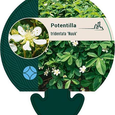 Potentilla tridentata 'Nuuk' Pot 9 cm