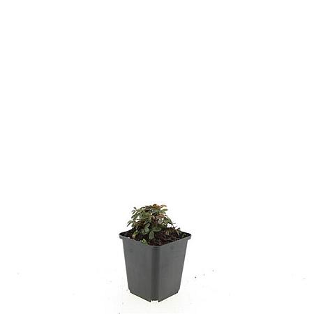 Potentilla tridentata 'Nuuk' Pot 9 cm