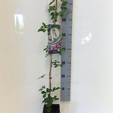 Akebia quinata Pot 2 Liter80 - 100 cm