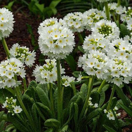 Primula dent. 'Alba' Pot 9 cm