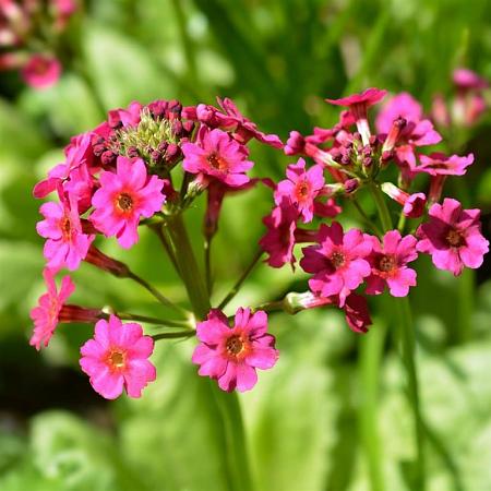 Primula japonica 'Miller's Crimson' Pot 9 cm