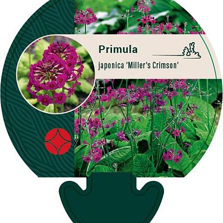 Primula japonica 'Miller's Crimson' Pot 9 cm