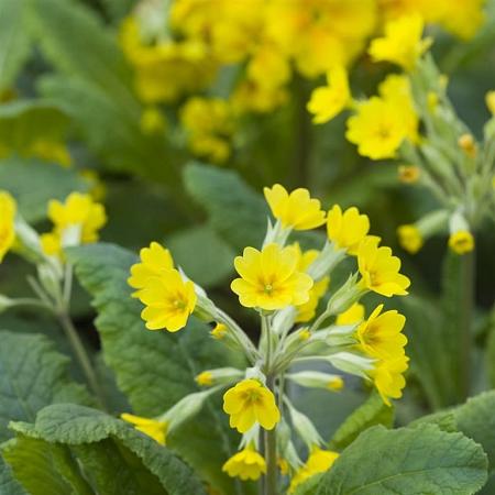 Primula veris Pot 9 cm