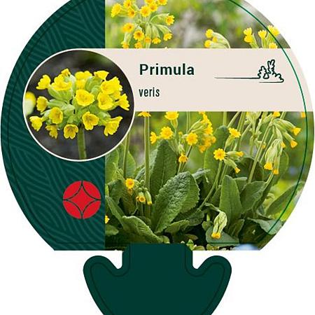 Primula veris Pot 9 cm