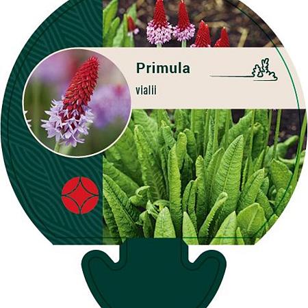 Primula vialii Pot 9 cm