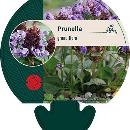 Prunella grandiflora Pot 9 cm