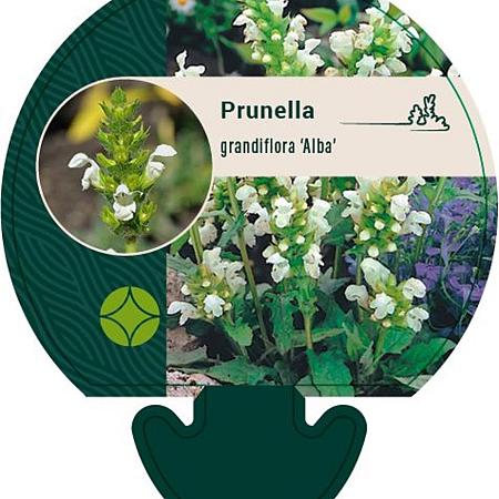 Prunella grand. 'Alba' Pot 9 cm