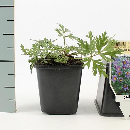 Pulsatilla vulgaris Pot 9 cm