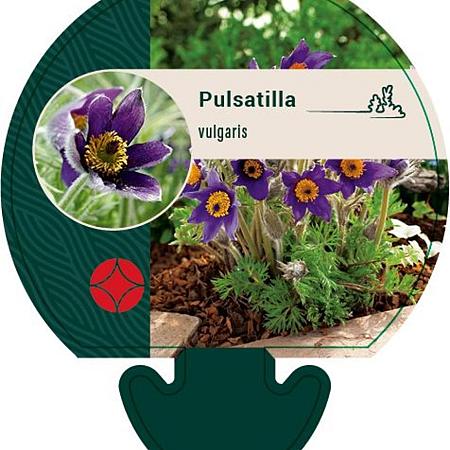 Pulsatilla vulgaris Pot 9 cm