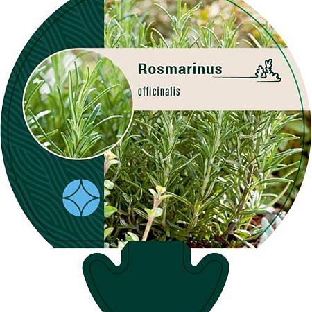 Rosmarinus officinalis Pot 9 cm