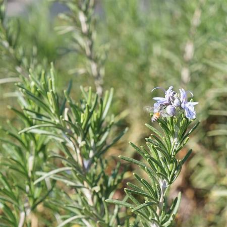 Rosmarinus officinalis Pot 9 cm