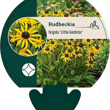 Rudbeckia f. 'Little Goldstar' Pot 9 cm
