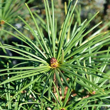Sciadopitys verticillata Pot 5 Liter 30 - 40 cm
