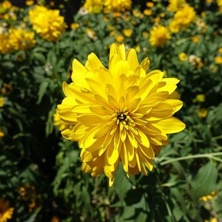 Rudbeckia laciniata 'Goldquelle' Pot 9 cm