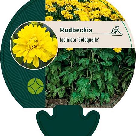Rudbeckia laciniata 'Goldquelle' Pot 9 cm