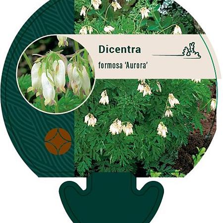 Dicentra formosa 'Aurora' Pot 9 cm