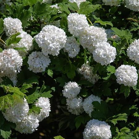 Viburnum opulus Pot 10 liter 60 - 80 cm