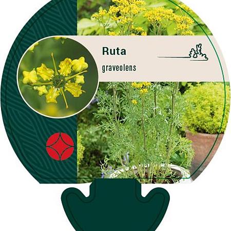 Ruta graveolens Pot 9 cm