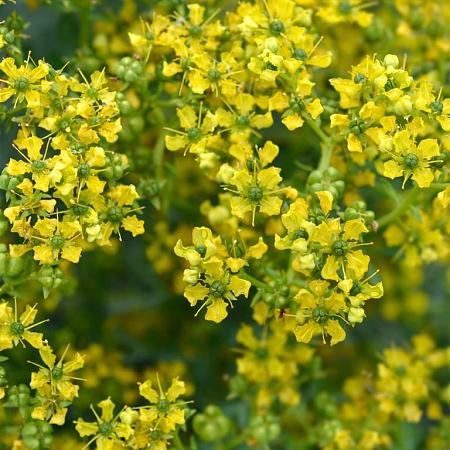 Ruta graveolens Pot 9 cm