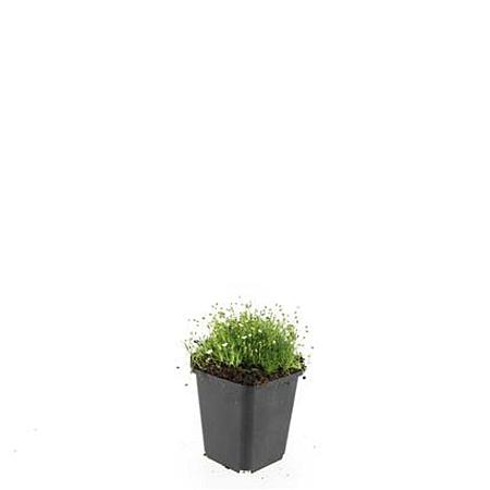 Sagina subulata Pot 9 cm
