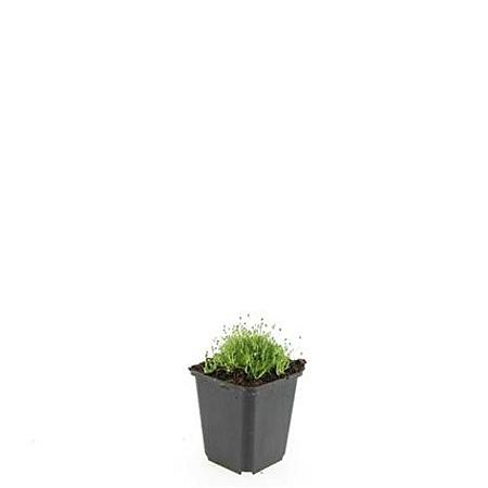 Sagina subulata Pot 9 cm